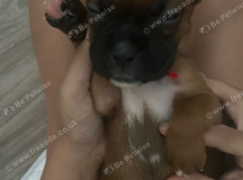 Pedigree Boxer Puppies looking for their forever homes