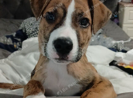 puppy for sale.