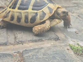 Tortoise
