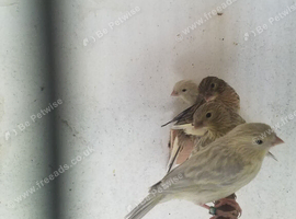 For sale young agate canary
