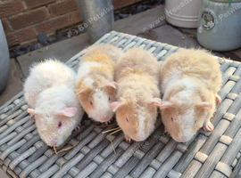 Baby Teddy Boars