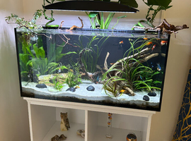 Fully equipped aquarium setup 240 l