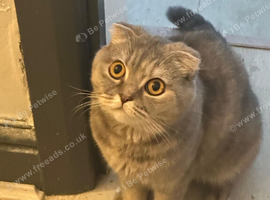 Purebreed 5 Year Female - Lily