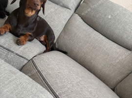 Miniature dachshund