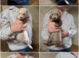 Gorgeous ferrets ready to go now