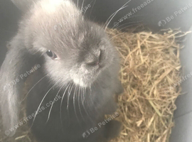 2 beautiful baby mini lop