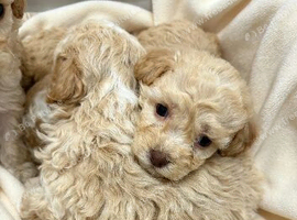 Miniature F1b Cockapoo Puppies - Apricot & White