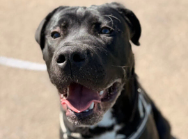 Cane Corso X Neopolitan Mastiff/Great Dane