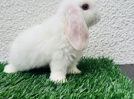 Pure breed mini lop doe