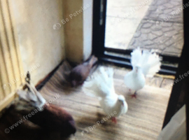 Fantail doves