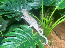 Sambava Panther Chameleon at Birmingham Reptiles