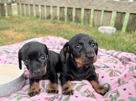 Stunning KC Reg Miniature Dachshunds
