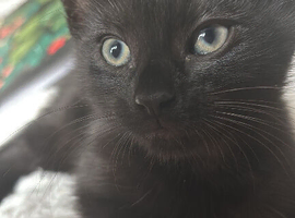 Kittens for loving homes
