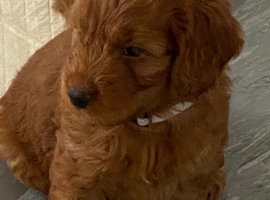 Hereditary Clear Red Cockapoo&rsquo;s