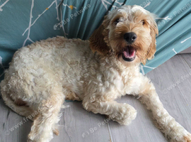 Urgent urgent looking for 5* home