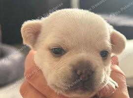 French bulldog x chihuahua puppies