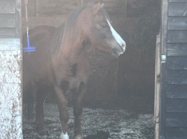 Section A pony