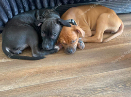 2 female staff x American bulldog