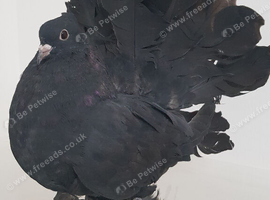 Indian Fantail Pigeons.