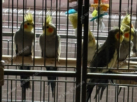 Baby cocktails