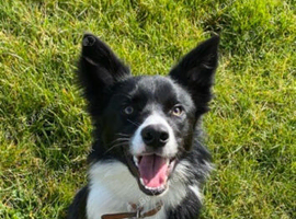 Finn 6-year-old Border Collie - Free to a loving quiet home