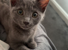 3 month kitten