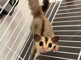 Breeding pair of sugar gliders