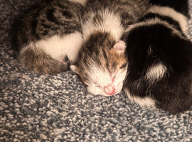 Kitten