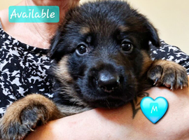 Gorgeous pedigree German Shepherd Puppies