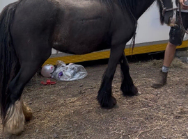 Black cob mare 4 yr old