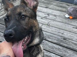 German shepherd Puppy 5 months