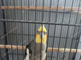 Cockatiel