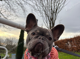 Female frenchie