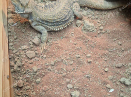 4 year old bearded dragon