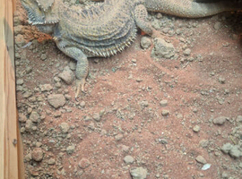 Bearded dragon