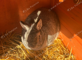 Pure breed netherland dwarf
