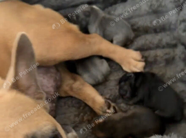 French bulldog puppies