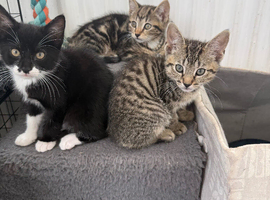 3 Beautiful kittens left