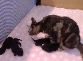 4 kittens sunderland