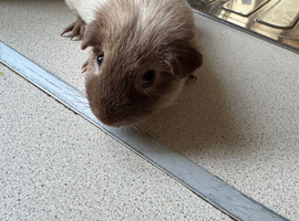 6 month old male Californian