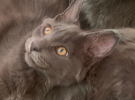 TICA registration Blue Maine coon kittens