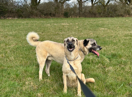 Beautiful kangal pup&rsquo;s