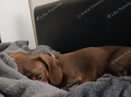 Beautiful mini dachshund 1 and year old