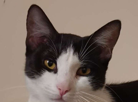 A beautiful 9 month old: manx tuxedo