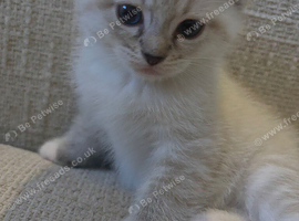Amazing BSH