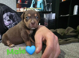 American bulldog x