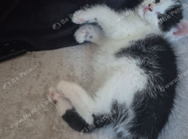 Kitten for sale