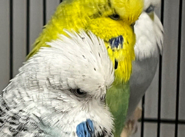 Exhibition budgies