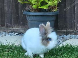 Fluffy 4 months-Old Lionhead Bunnies &ndash; Ready for New Homes!
