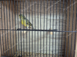 3 pure raza cock bird canaries